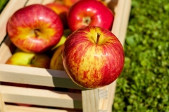 apple-red-fruit-ripe-144245.jpeg